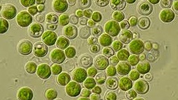 cząsteczka algi Chlorella Vulgaris